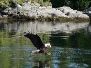 A bald eagle with his eye on a meal