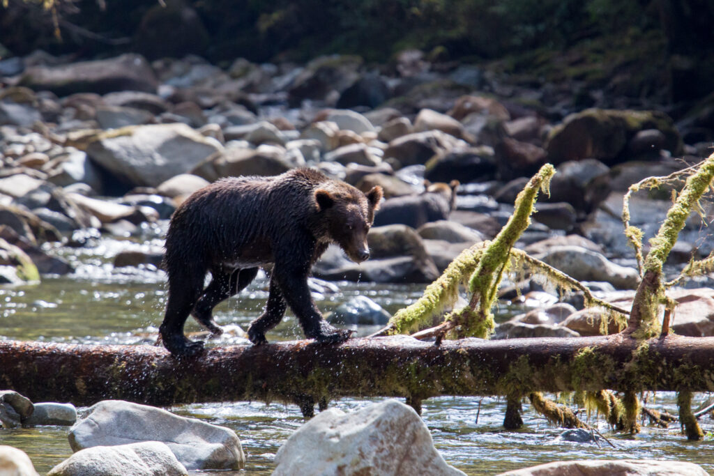 A yearling Grizzly cub practicing up on his fishing skills