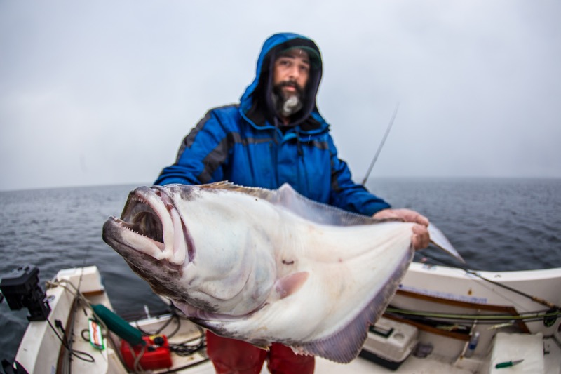 Halibut are a great catch throughout the season