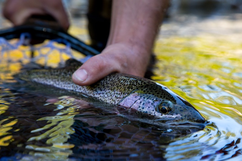 A resident cutthroat trout being released back into the wild