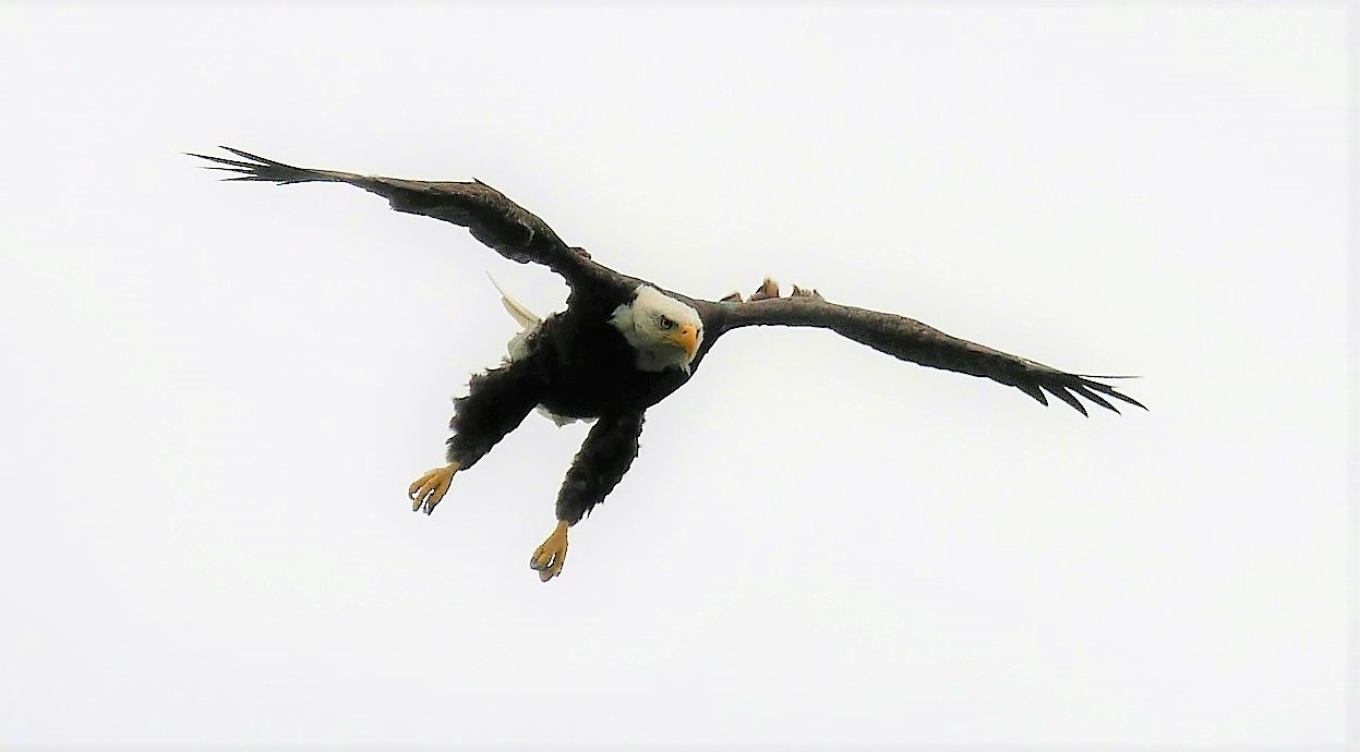 links and information - blackfish lodge